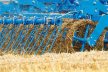 Lemken Karat 10 grubber