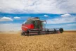 Massey Ferguson MF Beta kombájn